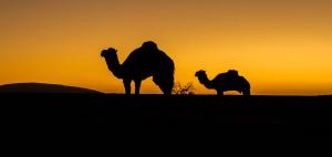 Dieren - Kamelen silhouette